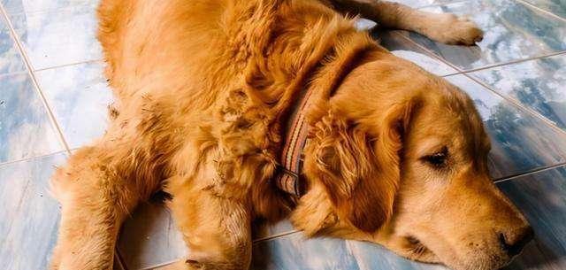 如何让成犬金毛毛发色素沉淀好（宠物金毛的健康饮食指南）