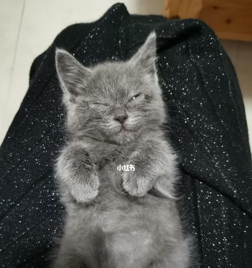 小猫怎么了？为什么肚子很撑还不停吃？