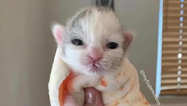 如何帮助刚出生的小猫处理喝牛奶拉稀问题？（宠物主人必读，全面了解宠物健康护理）