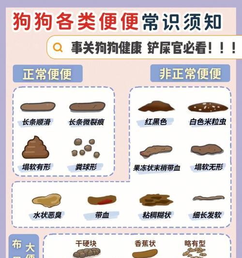 如何处理狗狗便便成泥状的问题（以狗狗便便沙状为例，掌握正确处理方法）