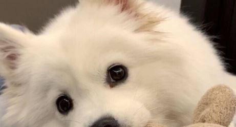 宠物狗狗接种疫苗后可否出门？（解读宠物狗狗接种疫苗后的出门规定）