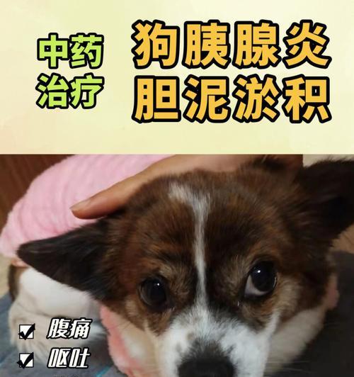 如何治疗狗狗的胰腺炎？（药物是治疗胰腺炎的关键，了解这些药物可以帮助你更好地治疗宠物）