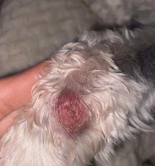 宠物狗狗的床与皮肤病