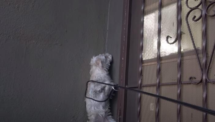 狗狗躲在小角落里不出来该怎么办？（如何正确处理宠物不愿意与主人互动的情况）