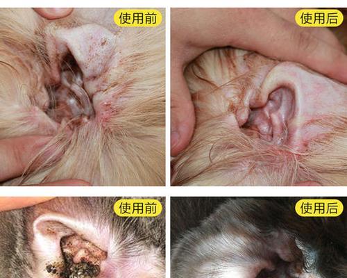 解决狗狗耳螨问题的方法（以嘴巴抽出狗狗耳螨为主）