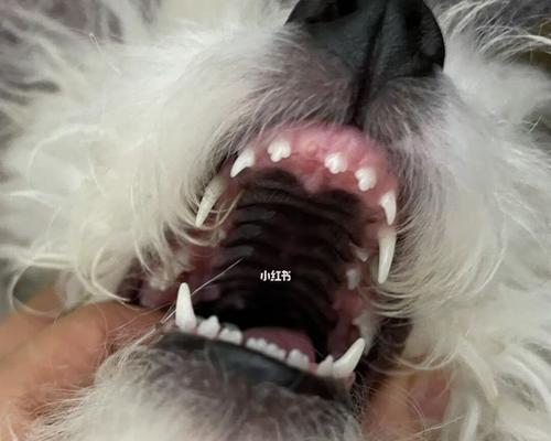 狗狗换牙的全过程（牙齿健康，健康成长）