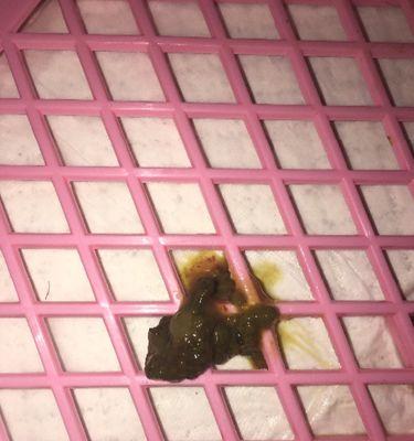 狗狗拉屎带血丝的原因及处理方法（宠物爱好者必看！掌握这些知识让狗狗健康快乐）