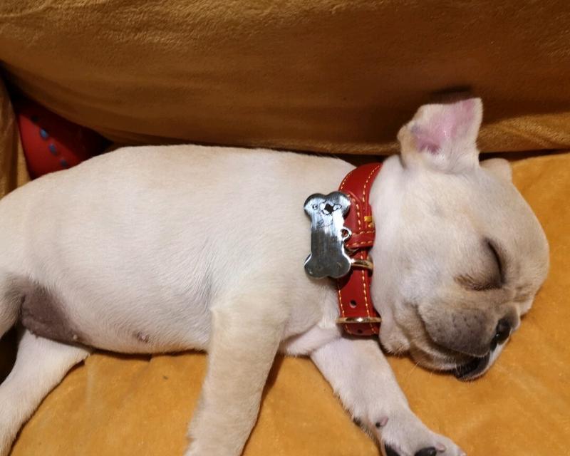 宠物狗乱拉尿怎么办？（教你如何有效应对狗狗乱拉尿问题！）