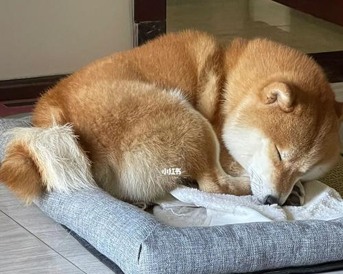 宠物狗狗的闹钟（狗狗听到闹钟响起呵，定时提醒主人起床）