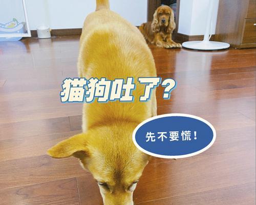 狗狗呕吐不进食，这可能是为什么？（探讨狗狗呕吐不进食的原因及应对方法）