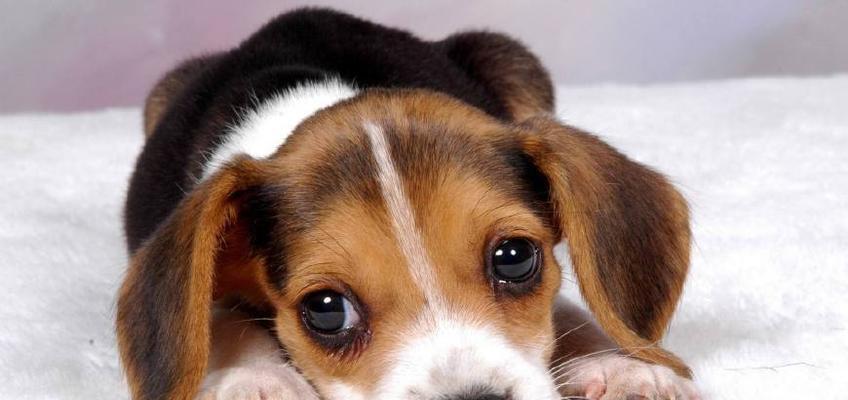 狗狗洗澡后拉肚子怎么办？（宠物主人必看，如何预防和治疗狗狗拉肚子）