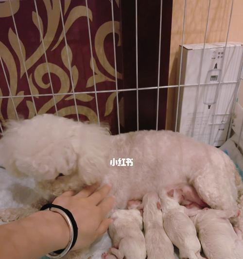 狗狗生宝宝症状图片大全，了解狗狗的喜怒哀乐