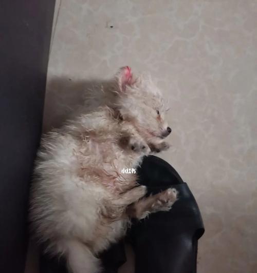 狗狗生下的小狗一个月为什么会有脏东西？（宠物主人需要注意什么？）