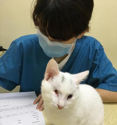 以家养的喝奶小猫被抓要打疫苗吗？（宠物健康需重视，预防胜于治疗）