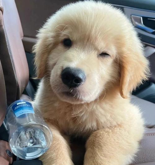 金毛犬眼睛上为什么会长毛？（原因解析及预防方法）