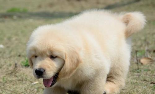 如何以金毛犬饲养幼犬（从营养到训练，金毛犬会帮你搞定！）