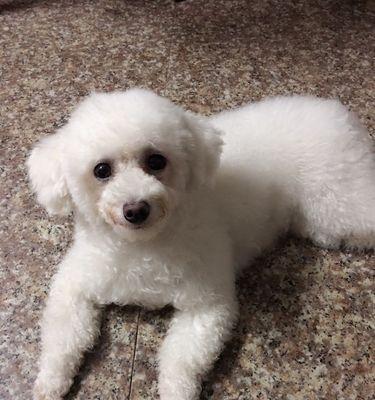 如何为两个月的比熊犬正确配给狗粮（均衡饮食是宠物健康的关键/狗粮配给细节决定宠物健康）