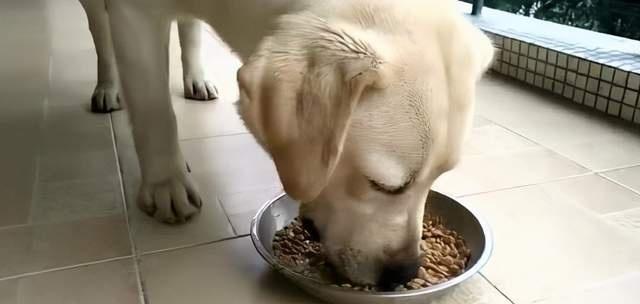 如何为满月的拉布拉多正确配餐？（以狗粮为主，宠物的健康由你守护）