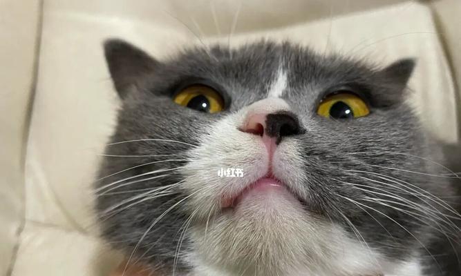 宠物猫鼻子嘴烂了怎么办？（探讨治疗方法与推荐药物，）