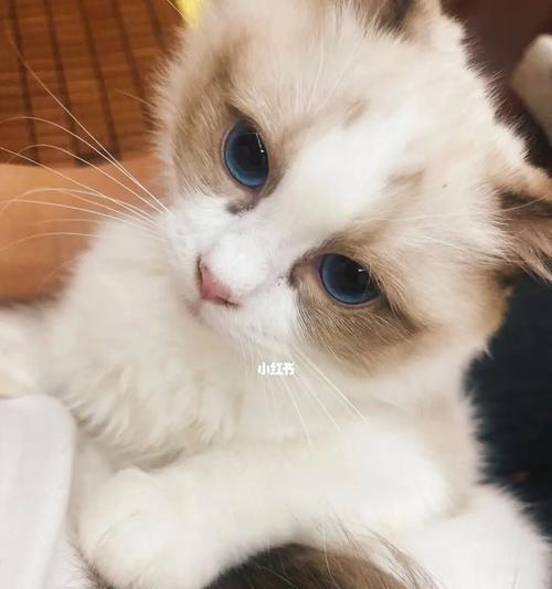 猫的品相与宠物养护（品相评估在宠物养护中的意义）
