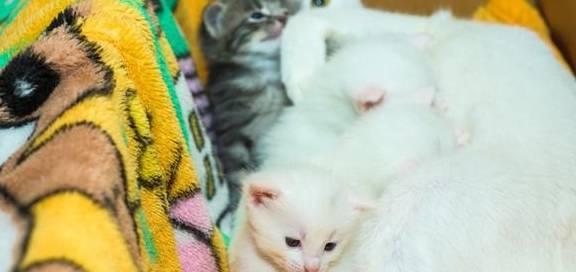 猫的青光眼诊断和治疗方法（以宠物为主，细致解析猫咪青光眼）