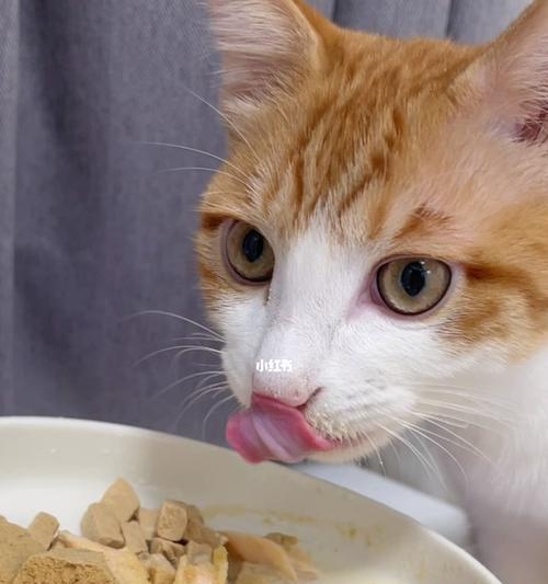猫发烧不吃东西怎么办？（为宠物找到正确的解决方案）