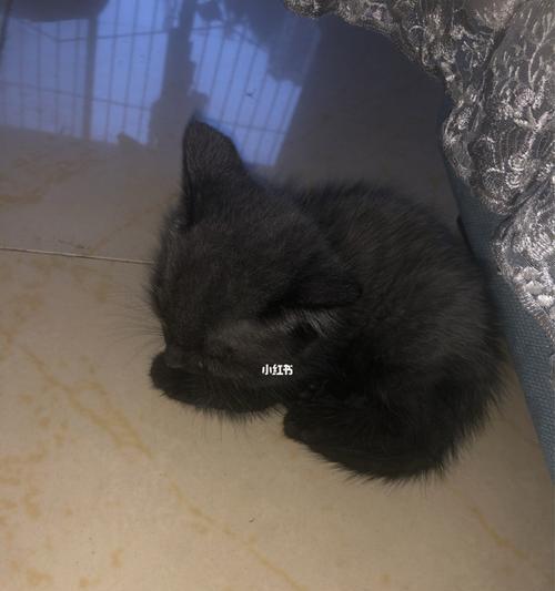 宠物猫身上总掉黑色东西？这是为什么？（了解猫咪身上掉落的黑色东西，让你更好地照顾它们）