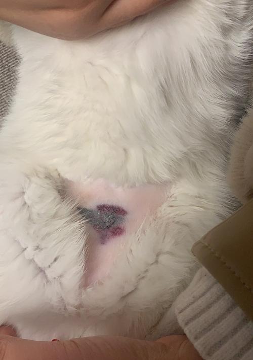猫咪为什么会有尾巴根掉皮？（探究猫咪尾巴皮肤问题的成因与治疗方法）