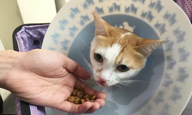 如何帮助宠物猫咪保持健康的膀胱？（探索猫咪膀胱的位置图，了解其构造，预防疾病）