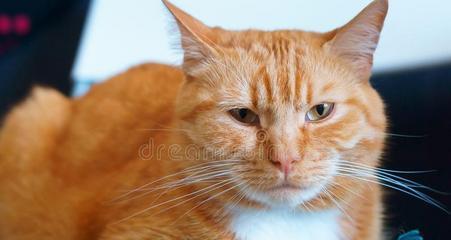猫咪鼻子上的棕色粘粘物（宠物护理中的常见问题与解决方案）