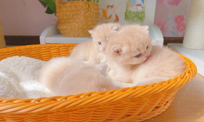 猫咪比心心图片大全——关于宠物猫咪的可爱照片收集（可爱猫咪图片欣赏，让你爱上这些神奇的小生物）