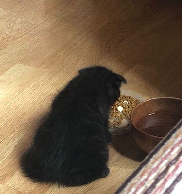 猫咪便便为什么是黑色的？（探究猫咪消化系统的奥秘）