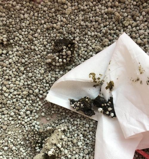 猫咪便便软成这样该怎么办？（宠物主人必看！教你轻松处理猫咪便便变软的情况！）