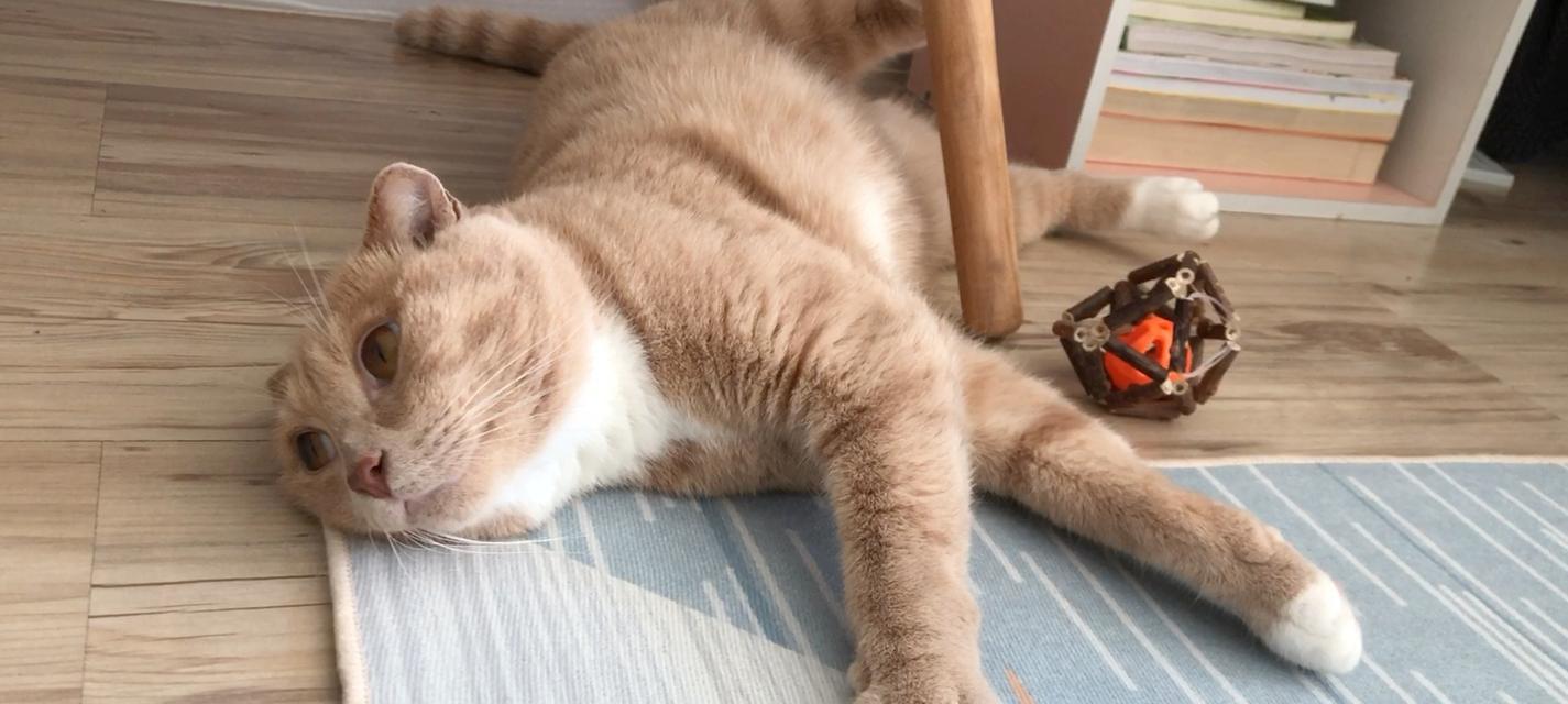 揭秘猫咪侧身弓背，原来如此美妙！（从猫咪喜欢侧身躺的角度，探寻猫咪心理世界。）