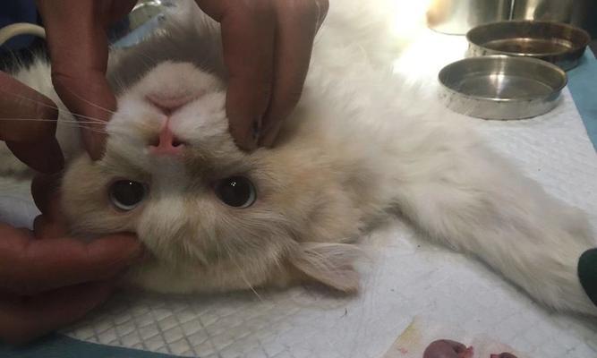 猫咪的导尿管（以宠物为主，探讨导尿管对猫咪的作用）