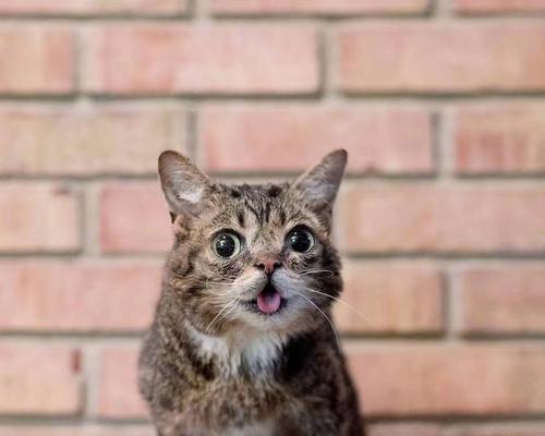 猫咪的嘴巴发抖，你知道这意味着什么吗？（揭秘猫咪口腔问题，让你的宠物更健康）