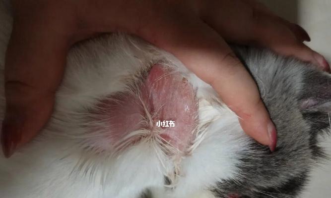 如何关爱患有皮肤病的宠物猫（从饮食、环境到治疗，全面呵护您的爱猫）