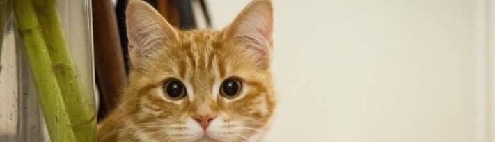 呜呜猫咪的日常（猫咪咕咕成为宠物界的明星，分享它的日常趣事）