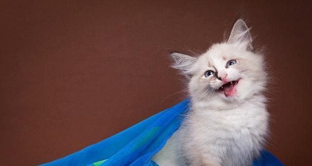 以猫咪叫声为媒介，成为猫咪们的最爱！（以猫咪叫声为媒介，成为猫咪们的最爱！）