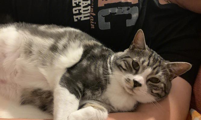 猫咪结节的疑惑（探究猫咪结节性淋巴肿大的成因与治疗方法）