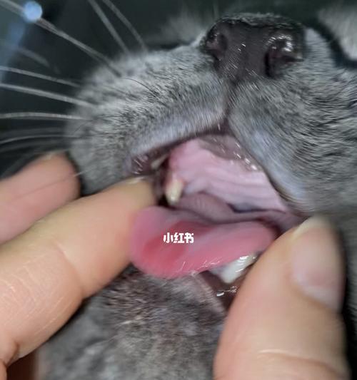 猫咪为什么会像拉鼻涕一样流液体？（探究猫咪流液体的原因及预防方法）
