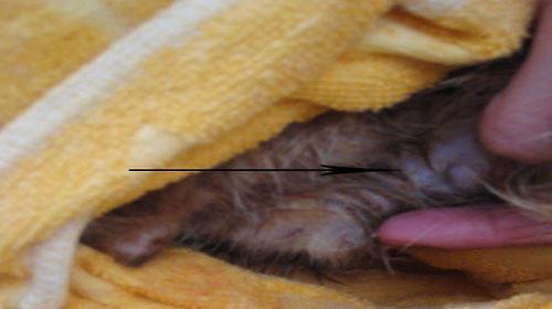猫咪拉出黏膜？！这是什么情况？（从宠物主人的角度看待猫咪拉出黏膜的原因和处理方法）