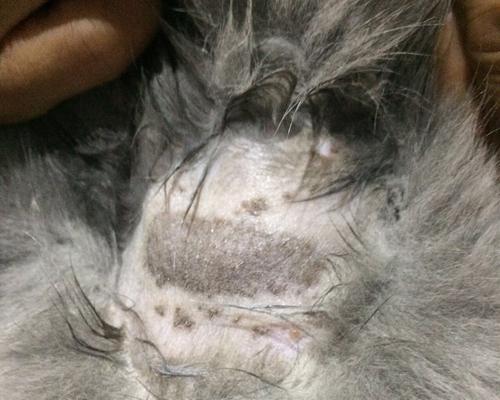猫咪猫癣结痂的原因与治疗（探究猫长猫癣的成因，科学有效治疗方法等）