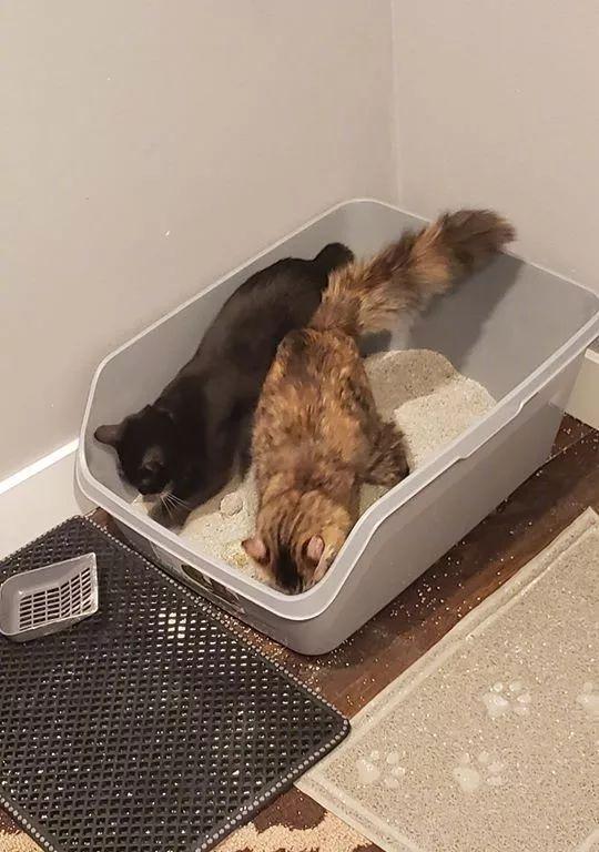 如何让猫咪适应在外面上厕所