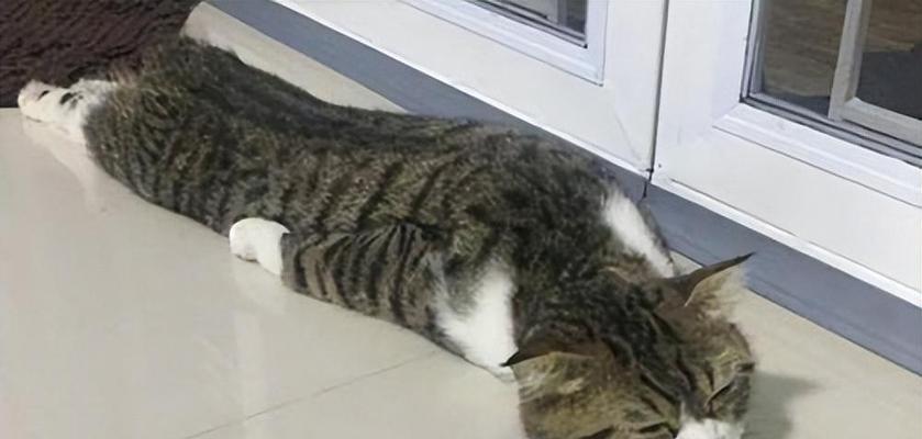 解读猫咪身体特别热现象（探究猫咪身体温度与健康关系，以及如何应对）