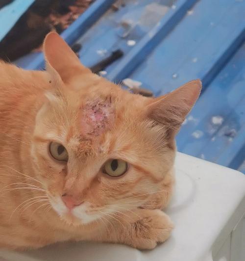 宠物猫受伤不动不吃不喝怎么办？（救助方法和常见症状分析）