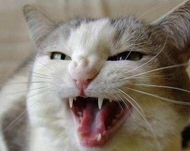 猫咪舔嘴唇（猫咪舔嘴唇的原因及其含义）