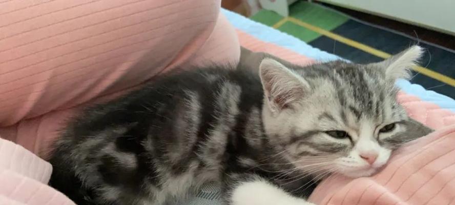 猫咪头上脏猫咪在主人头上睡觉的危害（宠物的爱与健康，你需要知道的事情）