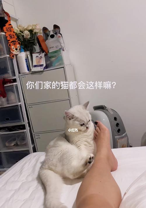 猫咪为何喜欢玩我脚？（探究猫咪蹭脚与对主人的情感表达）