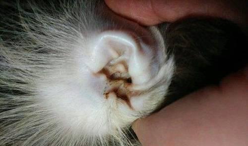 如何清洁你的猫咪耳朵（掌握正确方法，让你的猫咪耳朵清洁干净）